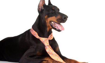 From Awareness to Advocacy: Navigating the Customer Journey